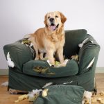 stop destructive chewing